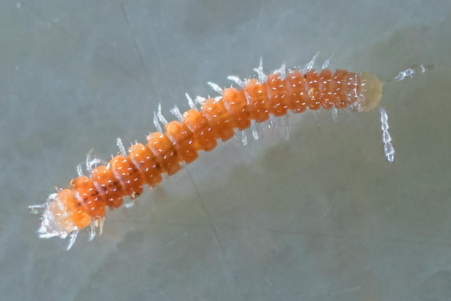 Sphaeroparia